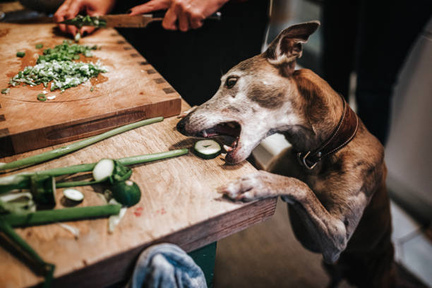 greyhound eating green vegetable from wooden kitchen table