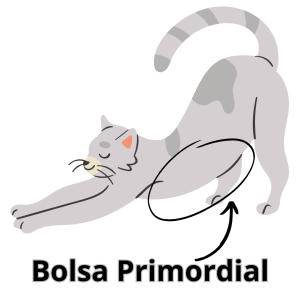 bolsa primordial gato